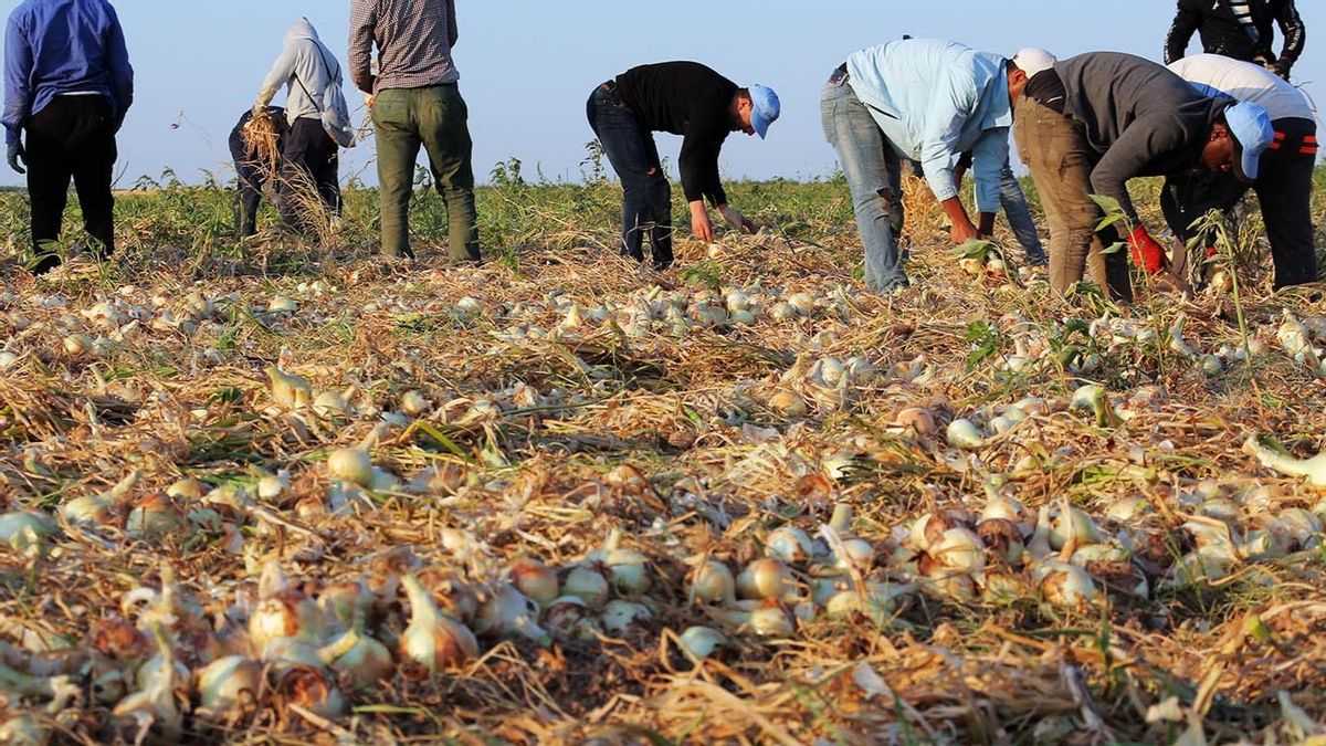 La renta agraria aragonesa aumenta un 11% en 2025: Huesca lidera la producción y Teruel, el crecimiento