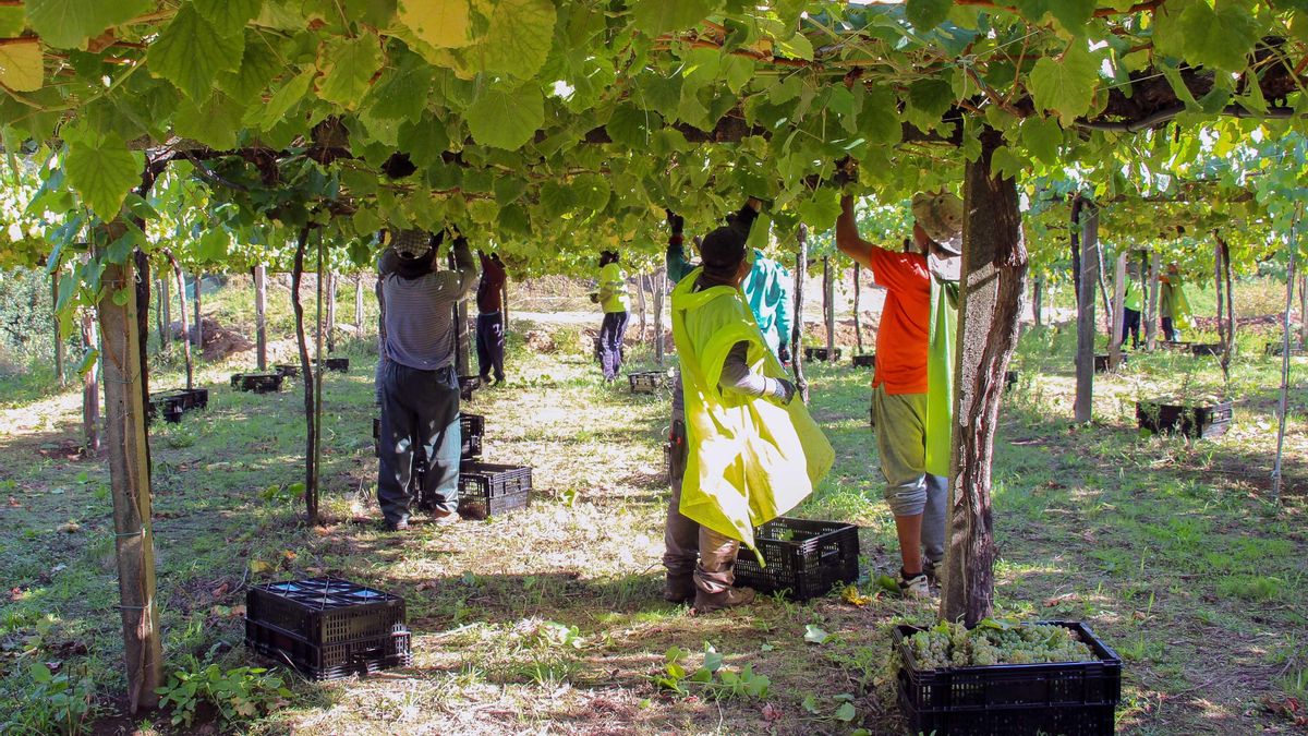 Arrancó la vendimia más madrugadora de la historia de Galicia con el temor de que las uvas se paguen por debajo del coste