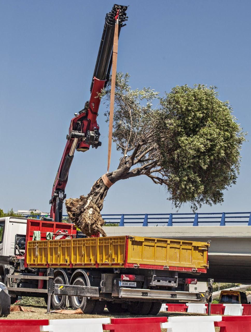 Uno de los árboles trasplantados para abrir paso al circuito de F1 en Ifema, Madrid