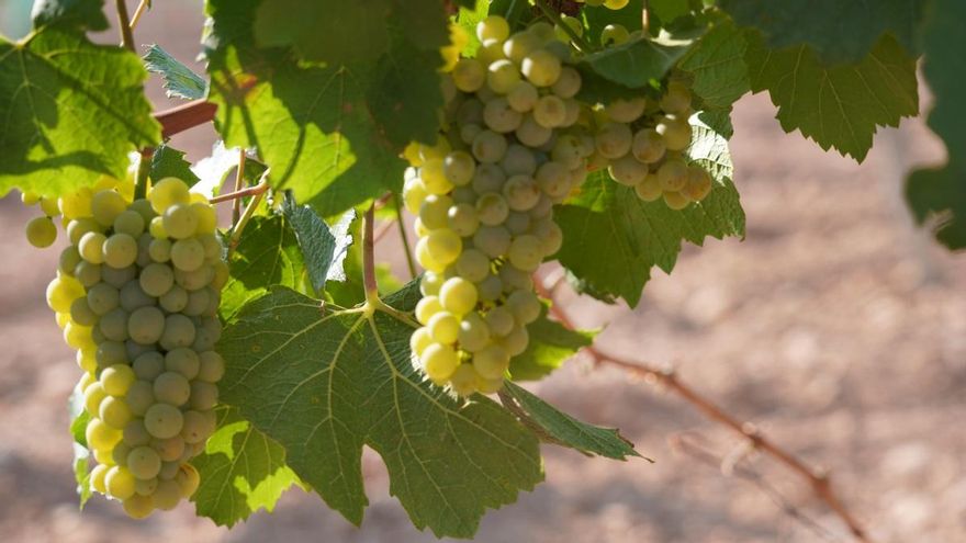 La Denominación de Origen La Mancha se abre a elaborar vinos parcialmente desalcoholizados