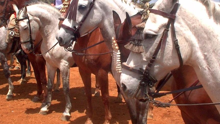 Un caballo de la hermandad de La Línea, el primero que muere este año en El Rocío