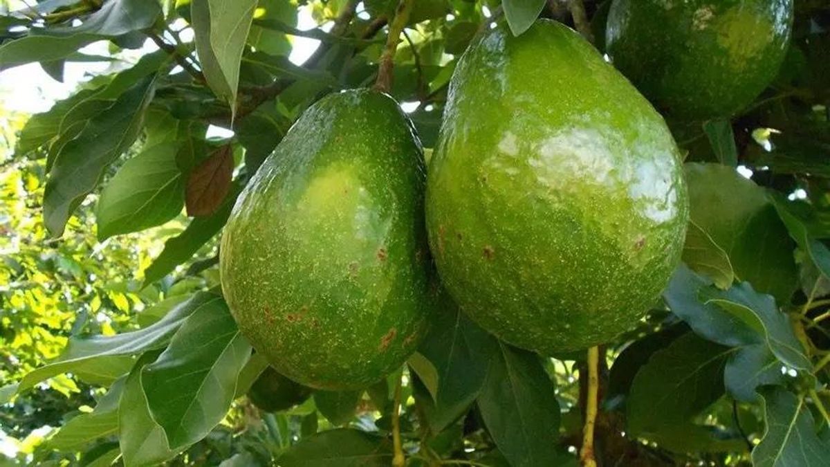 La Universidad de La Laguna desarrolla un método pionero para identificar variedades de aguacate resistentes a la salinidad