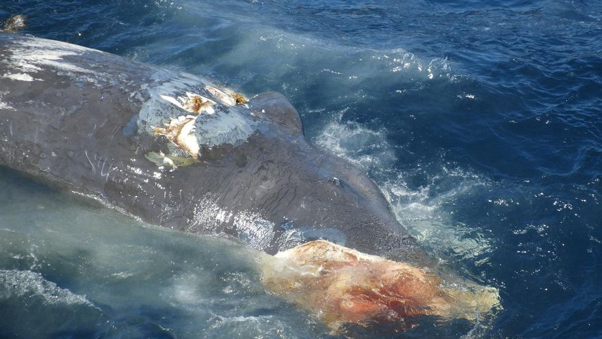 Mueren dos cachalotes en Canarias: los expertos apuntan a la colisión con ferrys de alta velocidad como causa