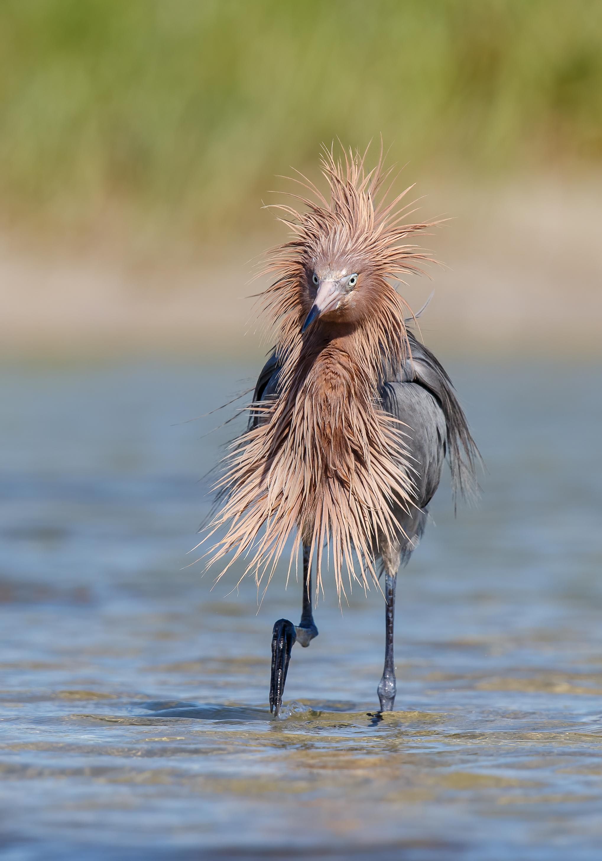 "Corte de pelo de cuarentena" © Gail Bisson / Comedy Wildlife Photo Awards 2020