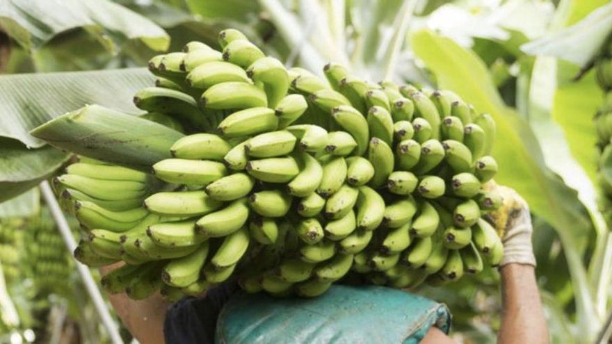 El Parlamento, con la abstención de Sí Podemos, pide que el plátano quede fuera del precio mínimo de venta fijado en la Ley de la Cadena Alimentaria
