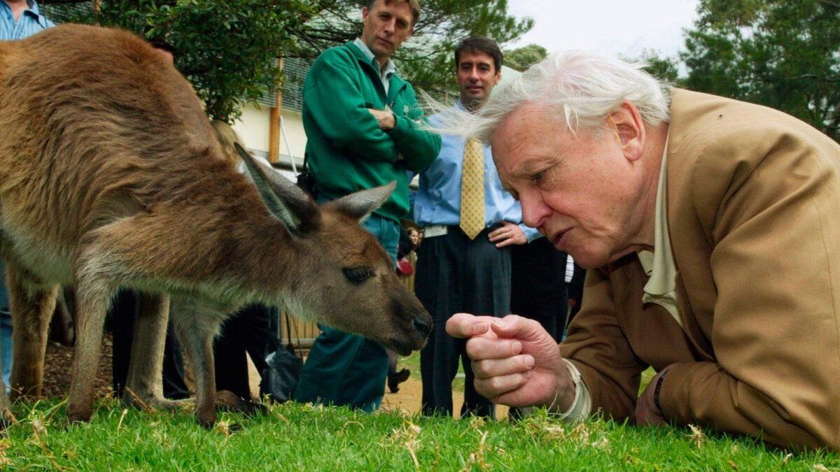David Attenborough, observado por el personal del zoológico Taronga, se acerca a un canguro durante su visita a Sídney, Australia, el 14 de octubre de 2003. Foto: Dan Peled/Archivo AP