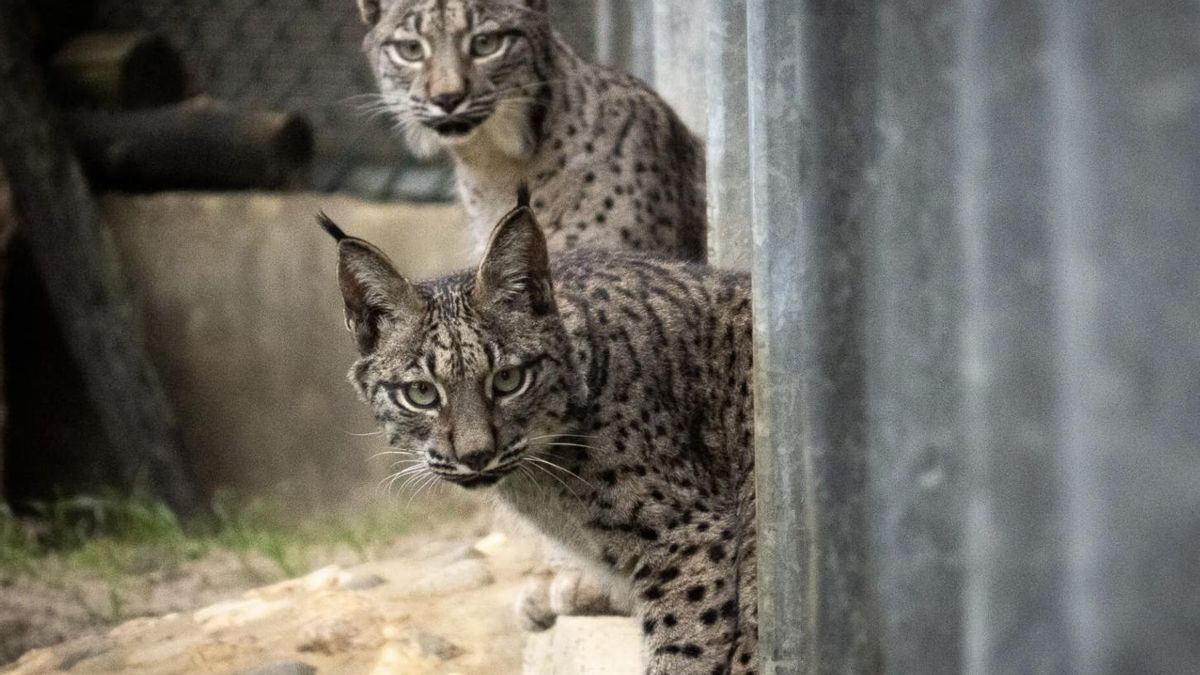 Virgo y Valeriana, hembras liberadas el año pasado, tienen sus primeros chachorros de lince ibérico en esta comarca palentina