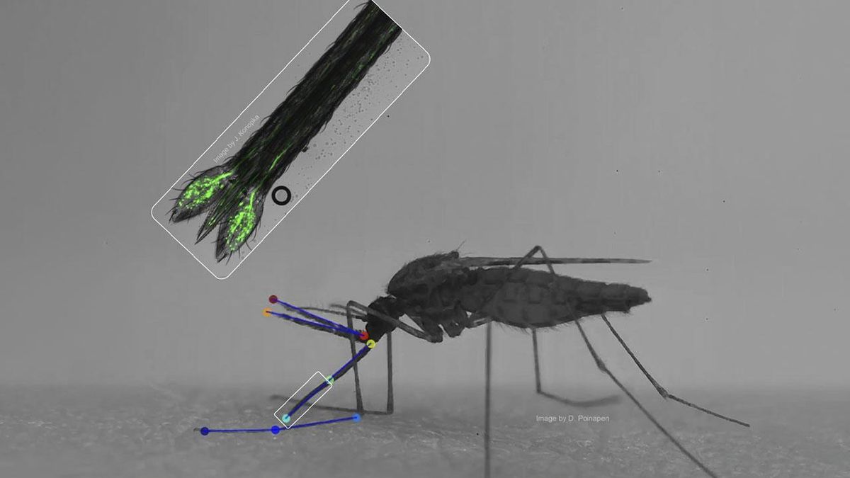 El mosquito de la malaria alcanza los vasos sanguíneos a velocidad récord y con precisión de cirujano