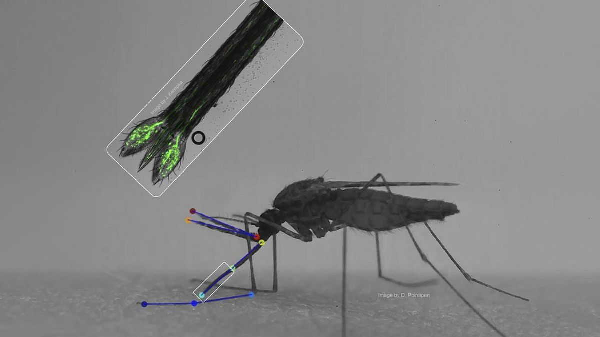 El mosquito de la malaria alcanza los vasos sanguíneos a velocidad récord y con precisión de cirujano