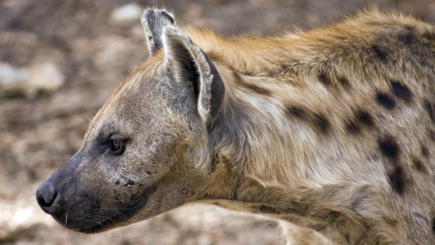 Las hienas dejan en ridículo su mala fama: su comunicación rivaliza con la de muchos primates