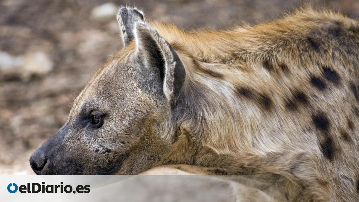 Las hienas dejan en ridículo su mala fama: su comunicación rivaliza con la de muchos primates