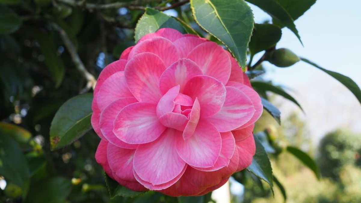Ahora es el momento para disfrutar de esta flor que llegó de Oriente y que en esta provincia puebla castillos, pazos o parques