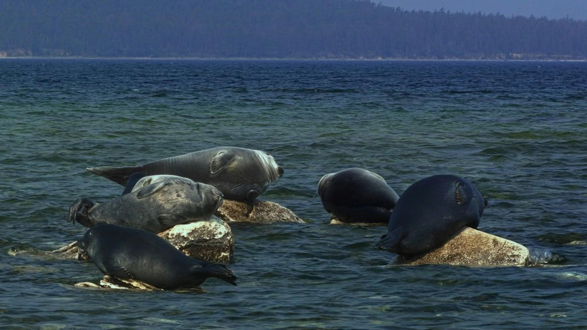 Focas del Baikal descansando en el lago siberiano.