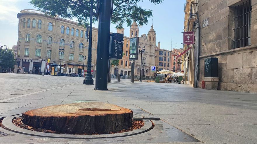 El Ayuntamiento de Zaragoza invita a regalar o apadrinar árboles en un año marcado por la tala de ejemplares
