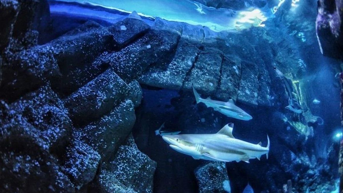 Tauró d'escull de punta negra a Sealife Oberhausen.