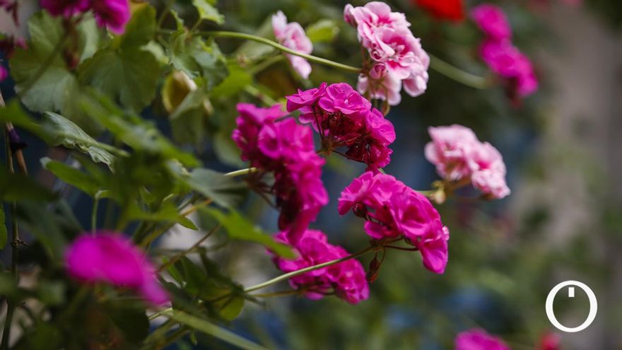 Estos son los patios que se podrán visitar en Córdoba en el Mayo Festivo del 2025