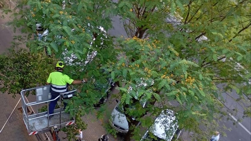 El colectivo Enarbolando pide al Ayuntamiento que publique los criterios y protocolos para podar árboles en esta época