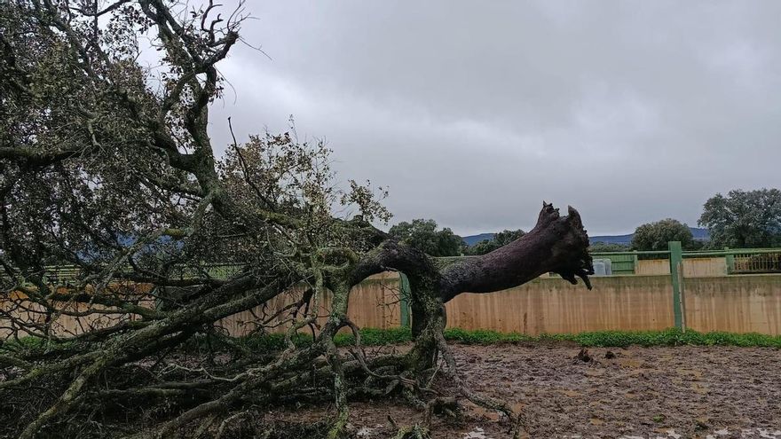 Imposibilidad de acceso a explotaciones, caminos destrozados, plantas jóvenes arrancadas, otras secuelas de las borrascas
