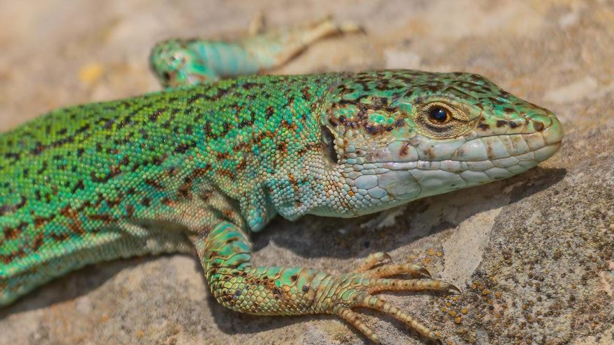 Las serpientes devoran a la icónica lagartija ibicenca: "Es un desastre ambiental y cultural"