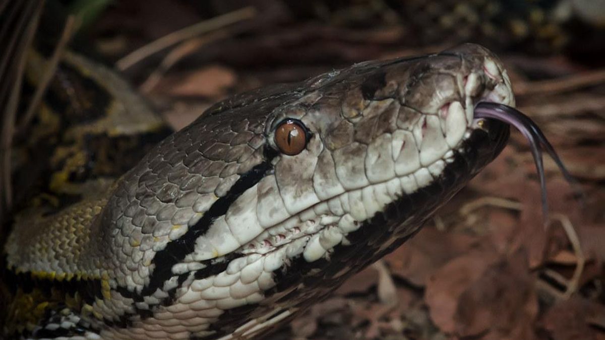 ¿Puede una serpiente que engulle presas gigantes inspirar terapias contra la obesidad? Su sangre señala un interruptor del apetito