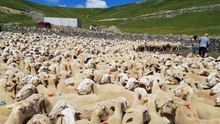 Los perros abandonados matan en Aragón más ganado que el lobo y el oso