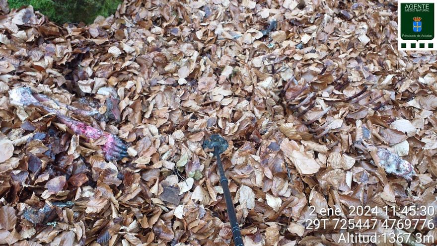 Encuentran en pleno Parque Natural de Somiedo dos patas y un costillar de oso