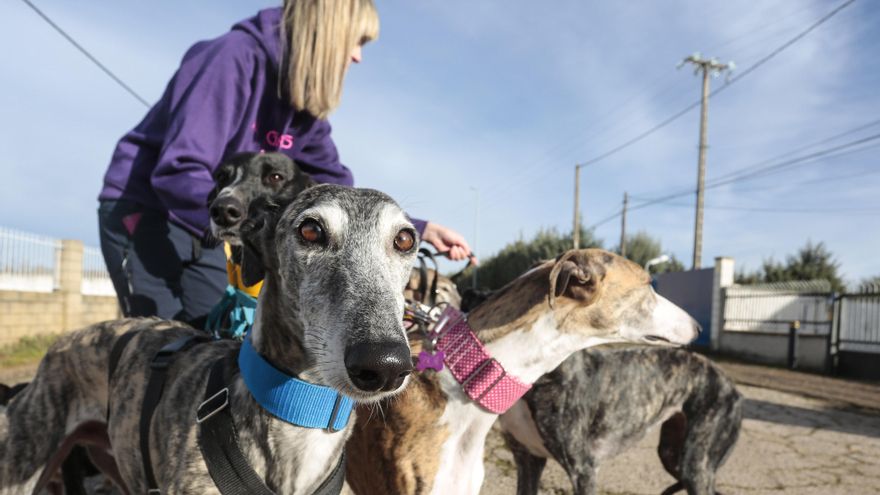 La presidenta de la Asociación Galgos de León, Lorena Alonso, durante un paseo con los perros.