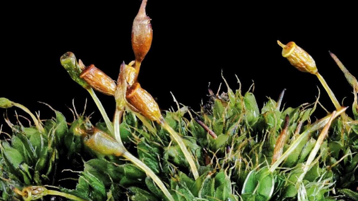 La Universidad de León publica un libro sobre los Briófitos: los musgos que habitan en la provincia