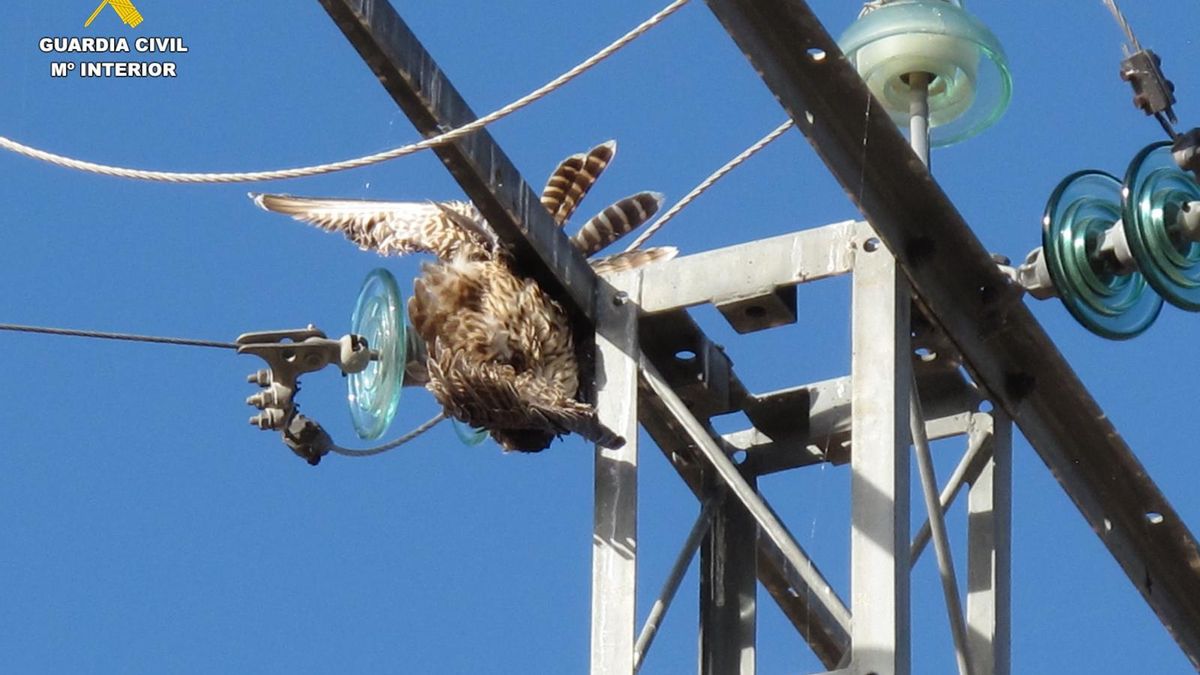 La Guardia Civil investiga a cuatro personas en Ávila por la muerte de 49 aves protegidas electrocutadas