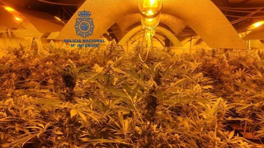 Plantación de marihuana 'indoor' en una nave de León.
