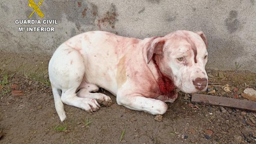 Un cachorro rescatado herido de gravedad