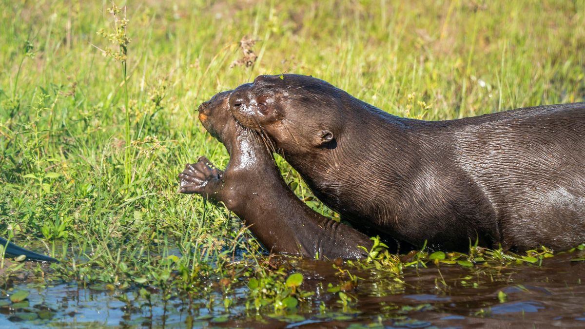 Primeros nados de los cachorros de nutria gigante, una vez llegaron a ríos argentinos. Foto: Sebastián Navajas / Cortesia Rewilding Argentina