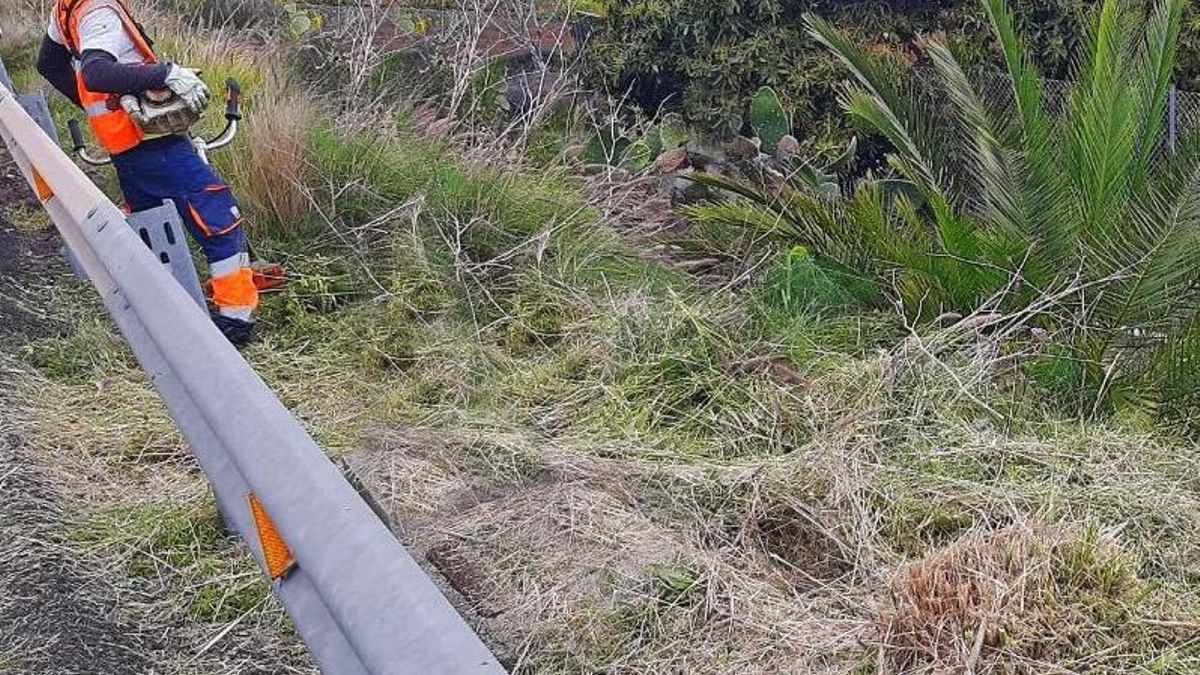 Tareas de desbroce de 'rabodegato'.