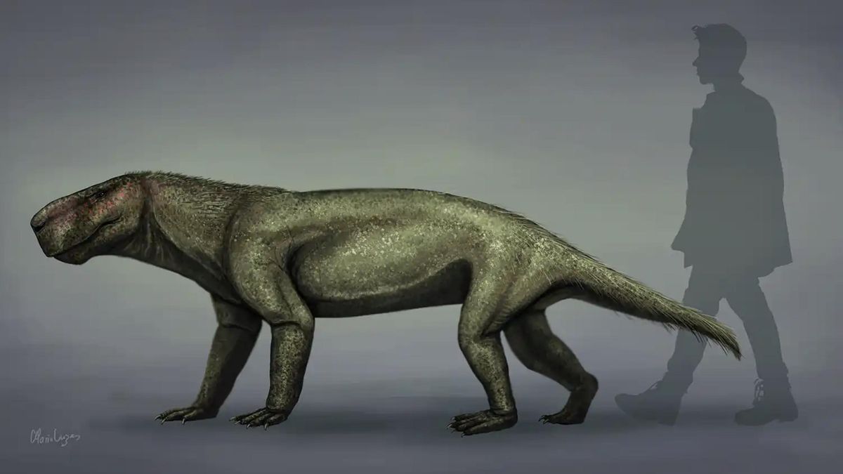 Los hallazgos obligan a replantear la evolución de estos carnívoros