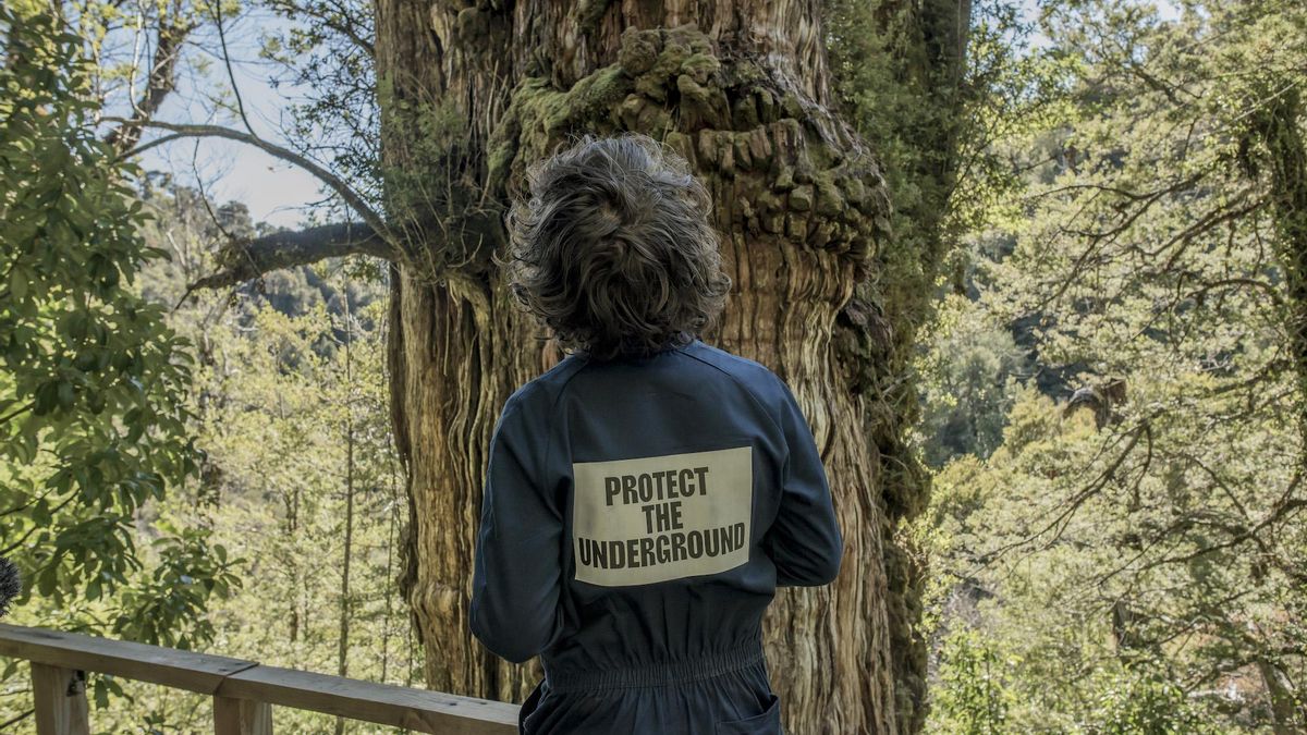 El músico londinense Cosmo Sheldrake observa un alerce milenario con la leyenda "protect the underground" (protege el subsuelo) impresa en su prenda. Foto: cortesía Tomás Munita para Mongabay Latam