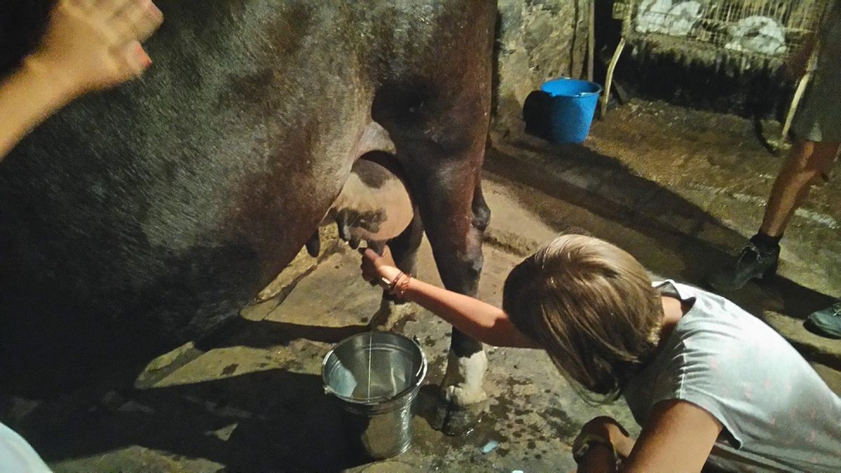 Ordeñando una vaca a la antigua usanza.