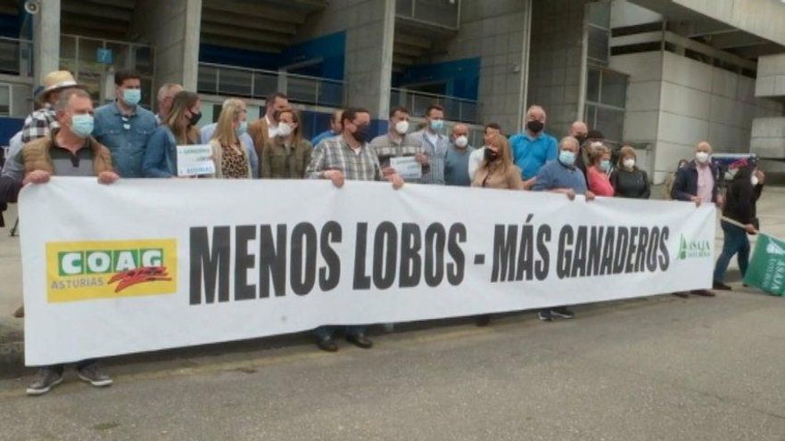 Ganaderos asturianos claman ante el ataque del lobo: "Cada vez se acercan más a zonas pobladas y matan ovejas y potras"
