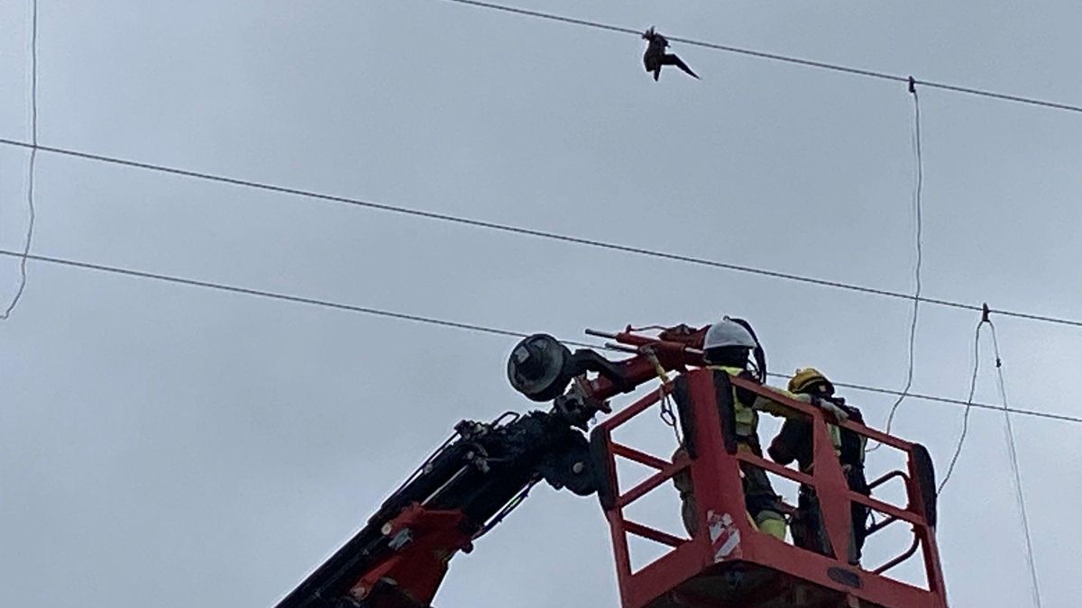 Endesa rescata a una pardela atrapada en un tendido eléctrico a 22 metros de altura