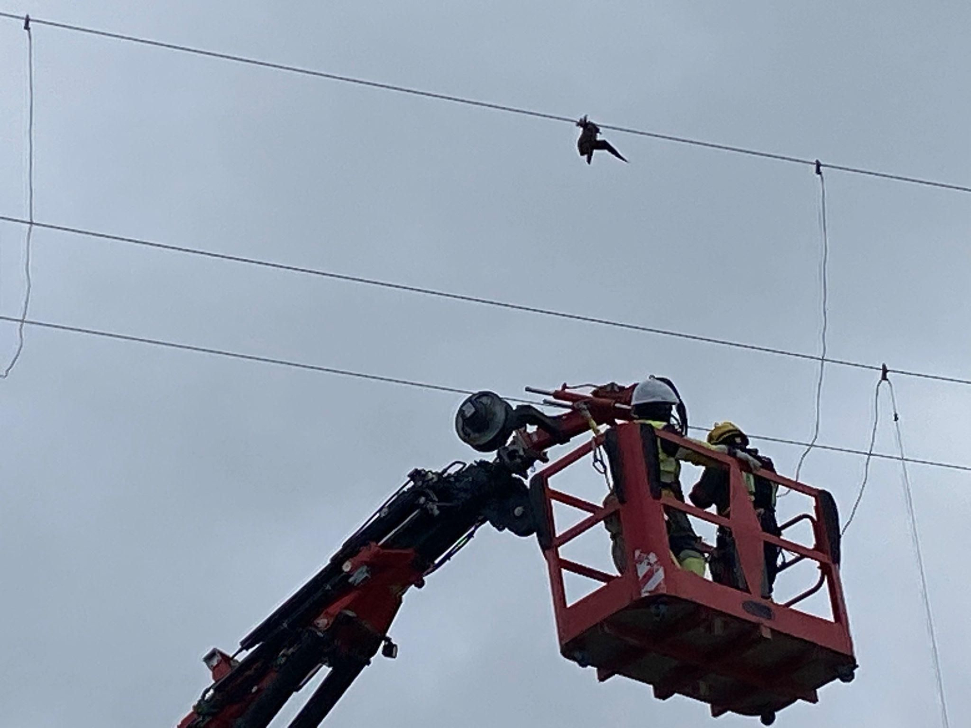 Operarios de Ametel, durante el rescate de la pardela.