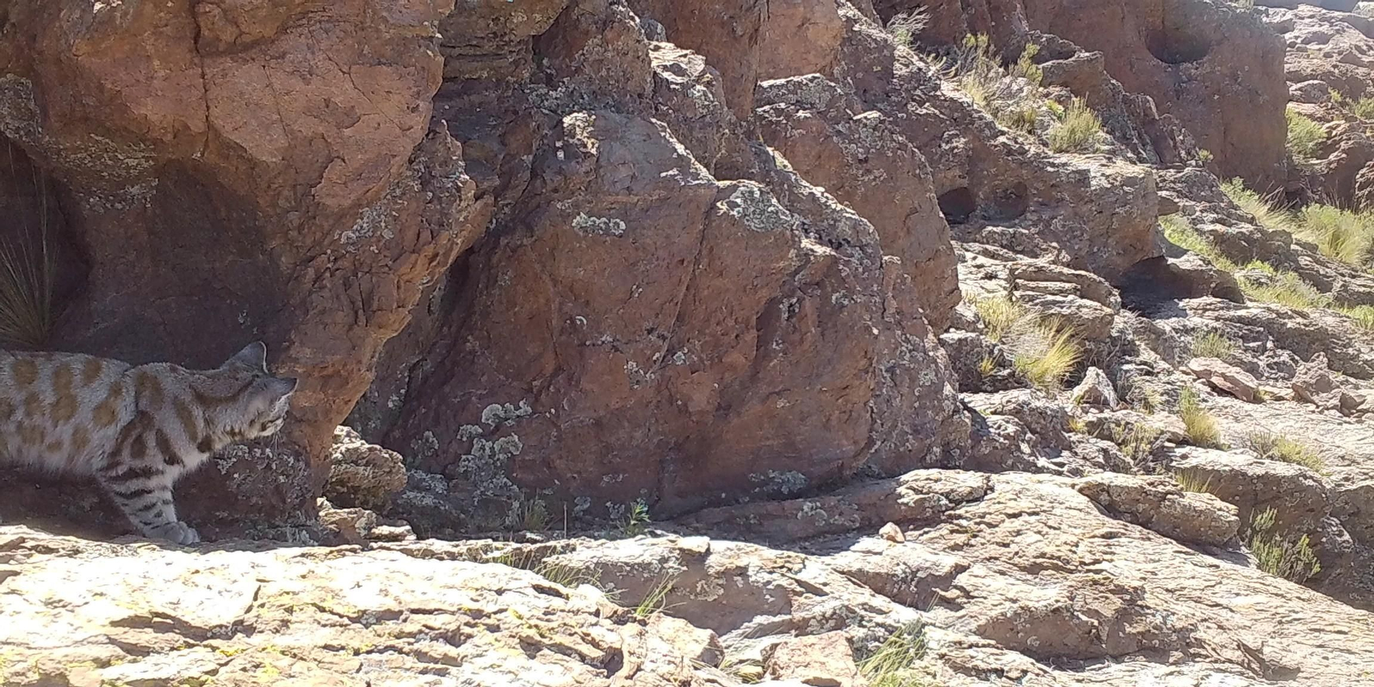 Las cámaras trampa registraron la presencia del gato andino en Malargüe, una ciudad argentina a los pies de la Cordillera de Los Andes. Foto: cortesía WCS Argentina