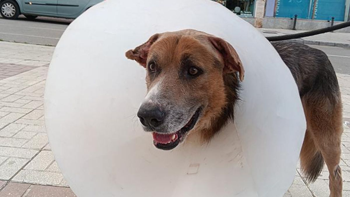 Gremlin vivía en la calle con su dueño e iba a ser sacrificado pero ahora es un perro operado que se recupera favorablemente