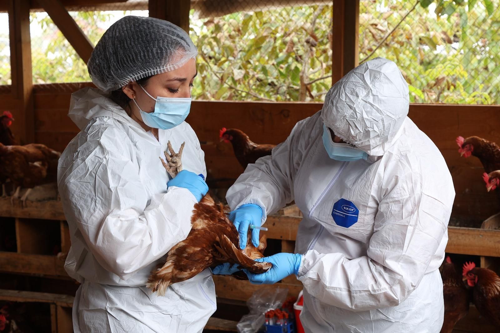 Toma de muestras en gallinas. Foto: cortesía SAG