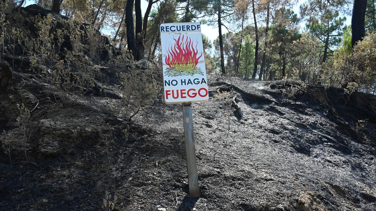 Zonas calcinadas tras el paso del incendio de la Sierra Oeste de Madrid, a 30 de julio de 2026, en Pelayos de la Presa, Madrid (España).