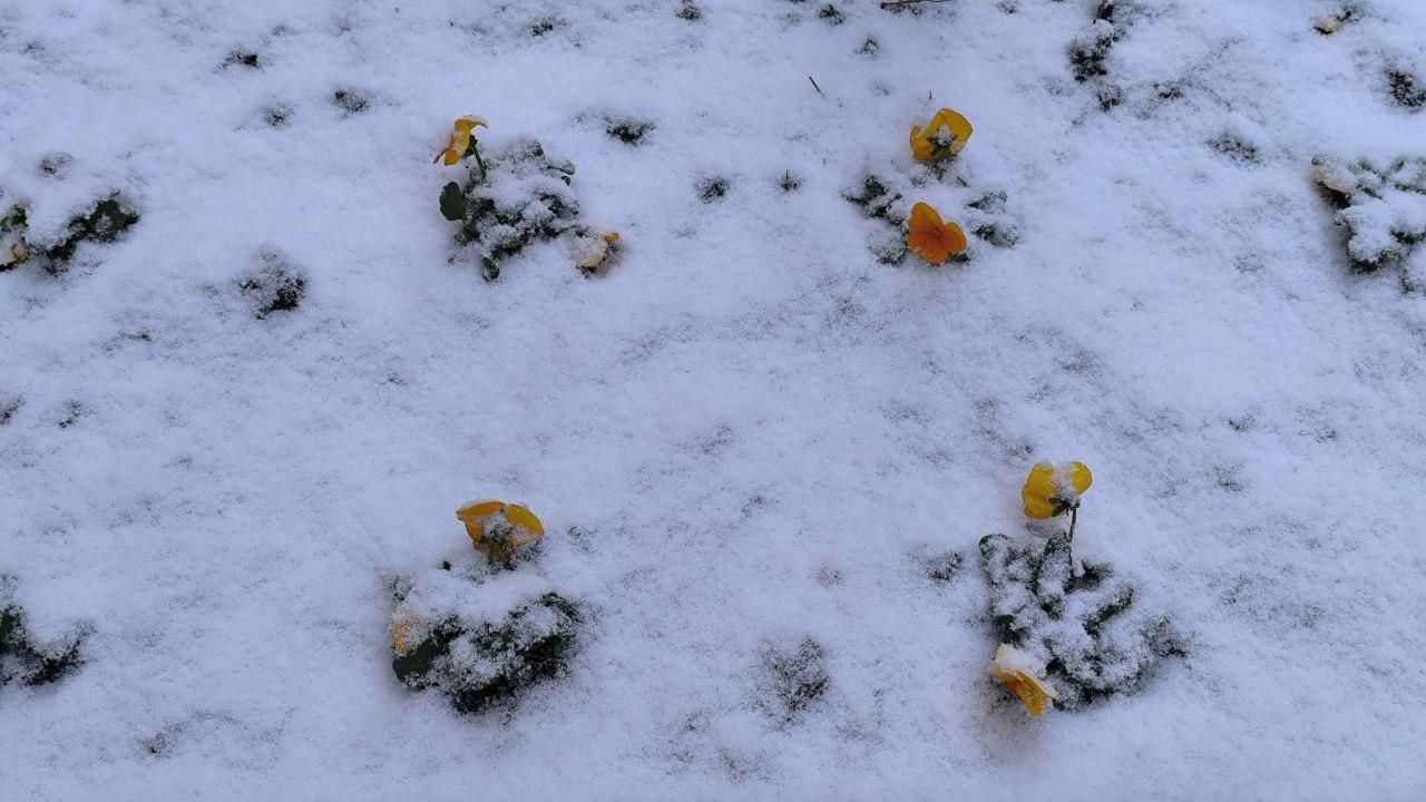 Nieve en León capital.