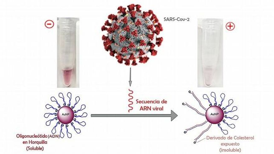 Esquema del test colorimétrico basado en el uso de nanopartículas de oro con ADN de IMDEA Nanociencia.