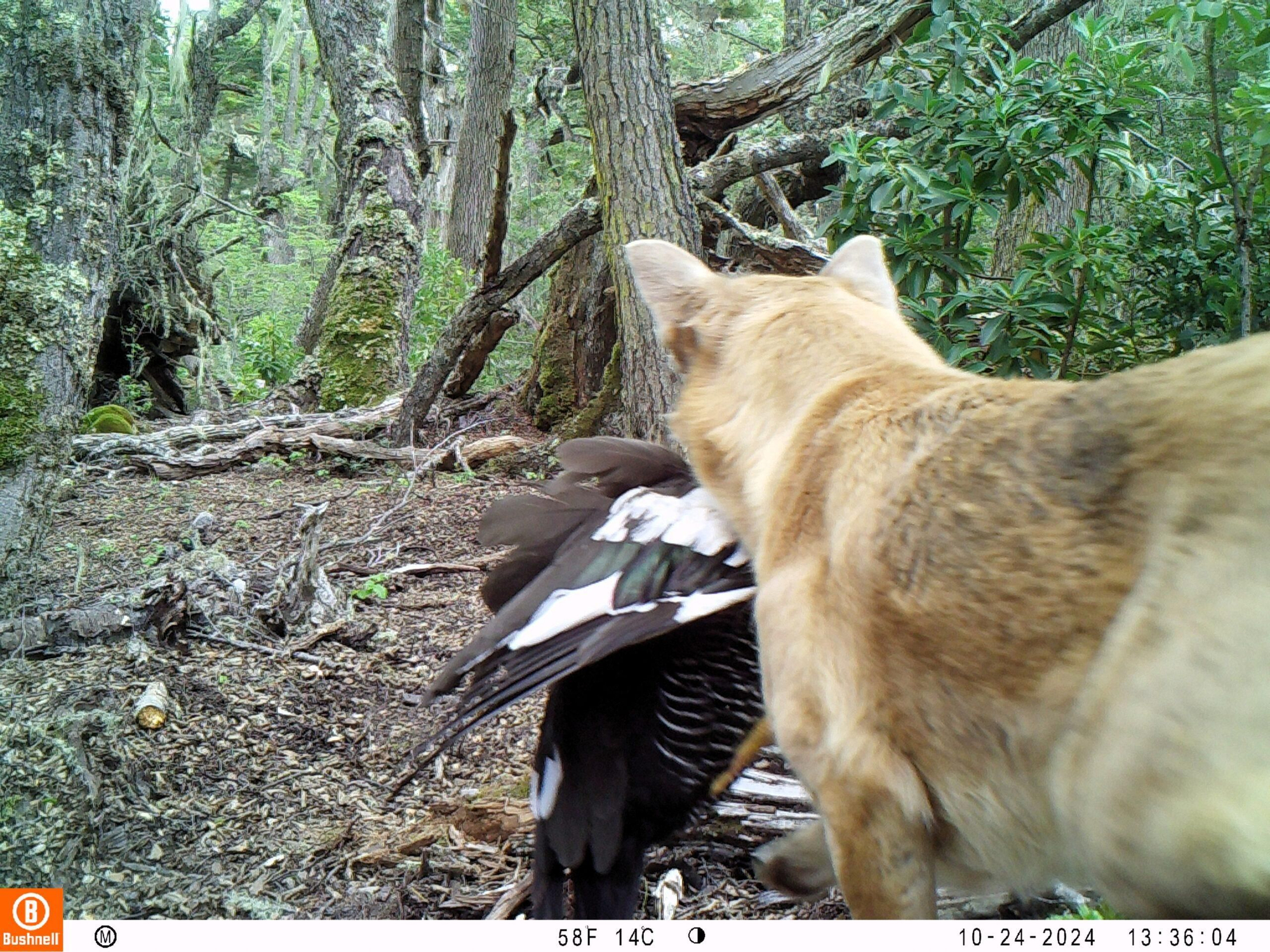 En la isla Navarino se confirmó a través de análisis de fecas que los perros libres consumen aves. Foto: cortesía Elke Schüttler