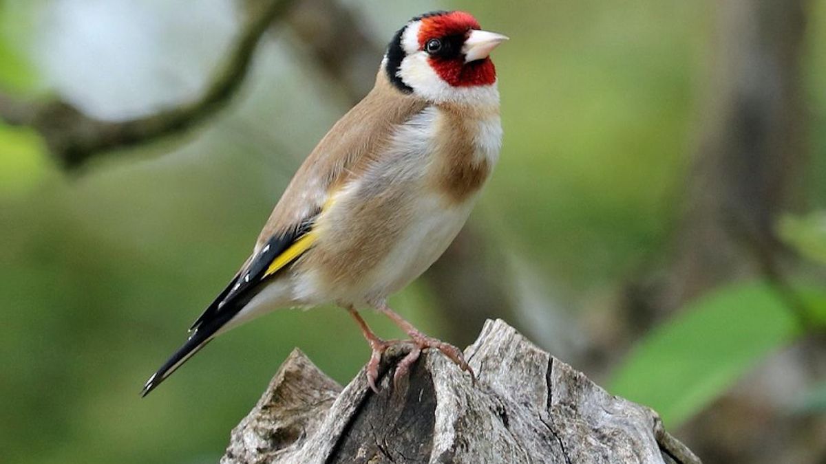 aves de canto, pájaros, naturaleza
