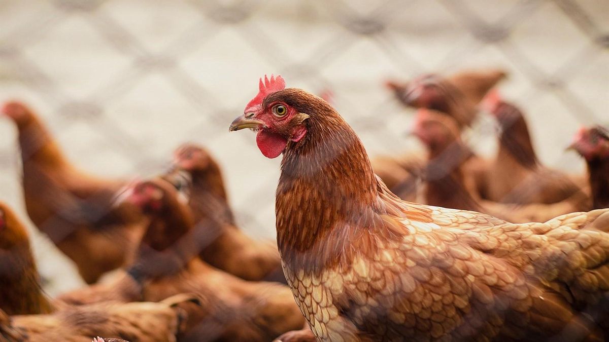 La macrogranja de Zaragoza confirma los positivos por salmonella, pero deja en el aire el vínculo con el brote en Vitoria