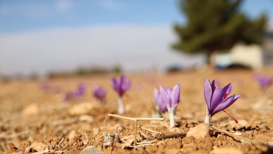 Campo de azafrán