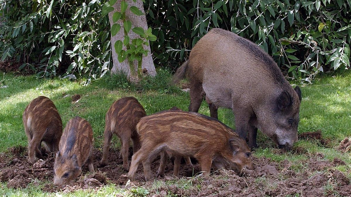 Los jabalíes son víctimas, no culpables: sobre la gestión del brote de peste porcina africana y la necesidad de un enfoque ético y científico